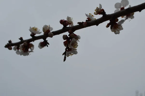 Flores Albaricoque Flores Blancas Primaverales Una Rama Árbol Albaricoque Flor — Foto de Stock