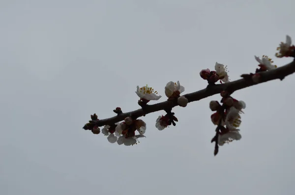 Flores Albaricoque Flores Blancas Primaverales Una Rama Árbol Albaricoque Flor — Foto de Stock