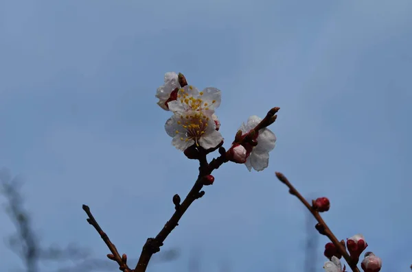 Meruňkové Květiny Jarní Bílé Květy Větvi Stromu Meruňkový Strom Květu — Stock fotografie