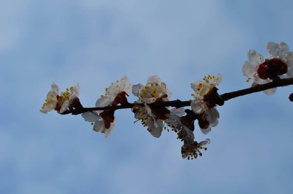 Apricot tree flowers. Spring white flowers on a tree branch. Apricot tree in bloom. Spring seasons time of year. White flowers of apricot tree