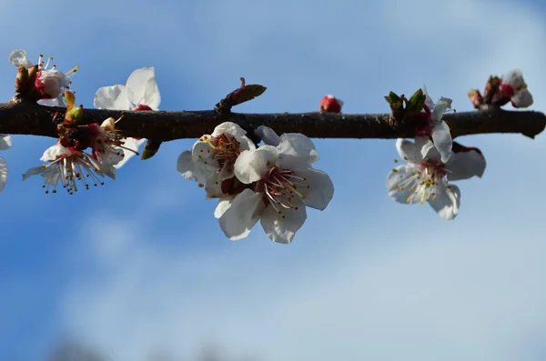 Apricot tree flowers. Spring white flowers on a tree branch. Apricot tree in bloom. Spring seasons time of year. White flowers of apricot tree