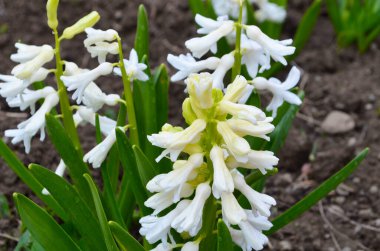 Hyacinthus bahar bahçesinde çiçek açar güzel bir bahar arka planında. Kapat.