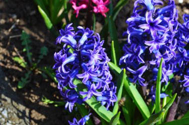 Hyacinthus bahar bahçesinde çiçek açar güzel bir bahar arka planında. Kapat.
