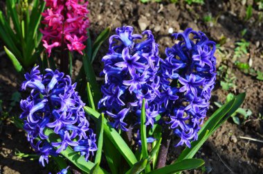 Hyacinthus bahar bahçesinde çiçek açar güzel bir bahar arka planında. Kapat.