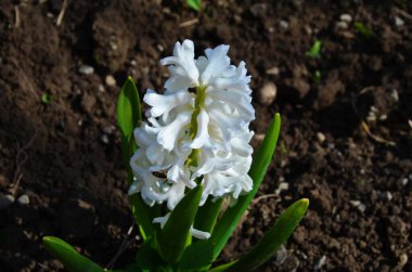 Hyacinthus bahar bahçesinde çiçek açar güzel bir bahar arka planında. Kapat.