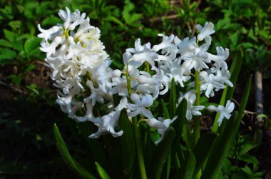 Hyacinthus bahar bahçesinde çiçek açar güzel bir bahar arka planında. Kapat.