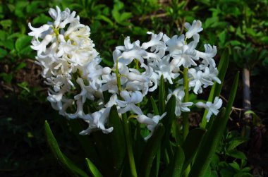 Hyacinthus bahar bahçesinde çiçek açar güzel bir bahar arka planında. Kapat.
