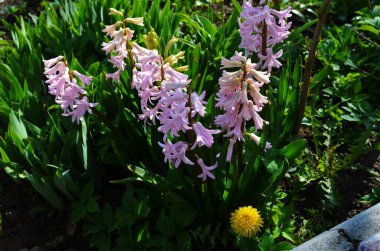 Hyacinthus bahar bahçesinde çiçek açar güzel bir bahar arka planında. Kapat.