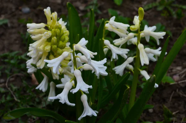 Hyacinthus Fleurit Dans Jardin Printemps Sur Beau Fond Printemps Gros — Photo