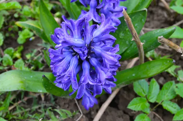 Hyacinthus Bahar Bahçesinde Çiçek Açar Güzel Bir Bahar Arka Planında — Stok fotoğraf