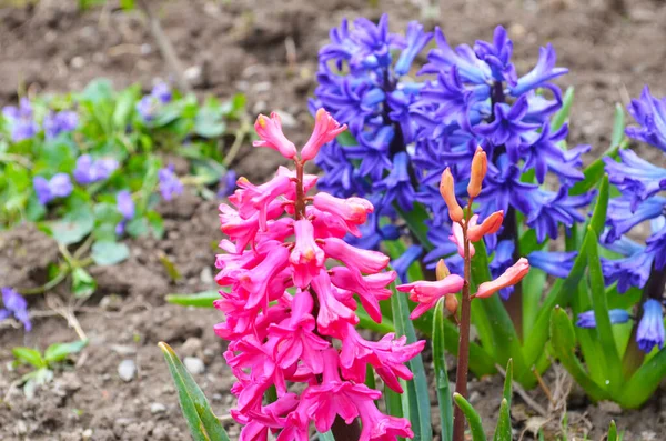 Hyacinthus Florece Jardín Primavera Sobre Hermoso Fondo Primavera Cerca —  Fotos de Stock