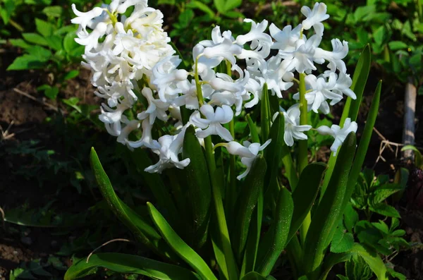 Hyacinthus Floresce Jardim Primavera Belo Contexto Primavera Fechar — Fotografia de Stock