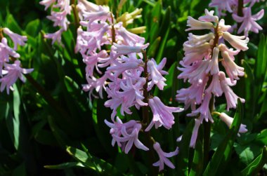 Hyacinthus bahar bahçesinde çiçek açar güzel bir bahar arka planında. Kapat.