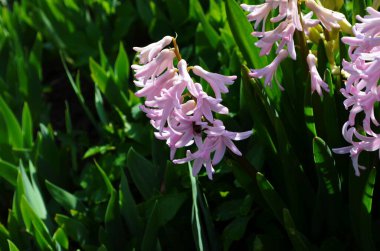 Hyacinthus bahar bahçesinde çiçek açar güzel bir bahar arka planında. Kapat.