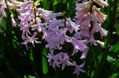 Hyacinthus bahar bahçesinde çiçek açar güzel bir bahar arka planında. Kapat.