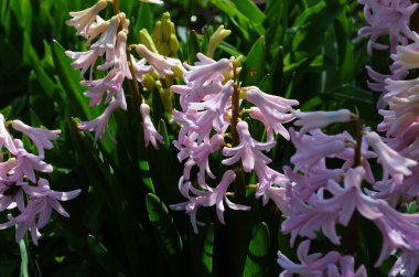Hyacinthus bahar bahçesinde çiçek açar güzel bir bahar arka planında. Kapat.