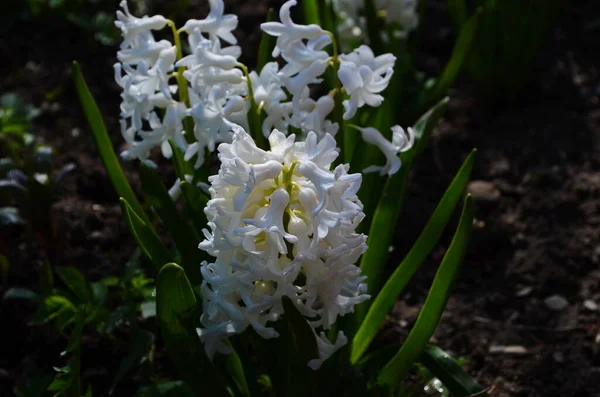 Hyacinthus Bahar Bahçesinde Çiçek Açar Güzel Bir Bahar Arka Planında — Stok fotoğraf