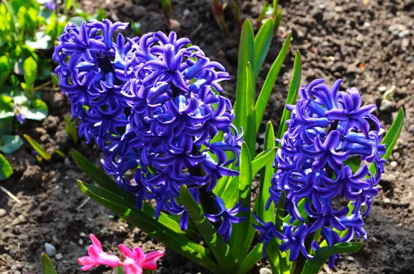 Hyacinthus Bahar Bahçesinde Çiçek Açar Güzel Bir Bahar Arka Planında — Stok fotoğraf