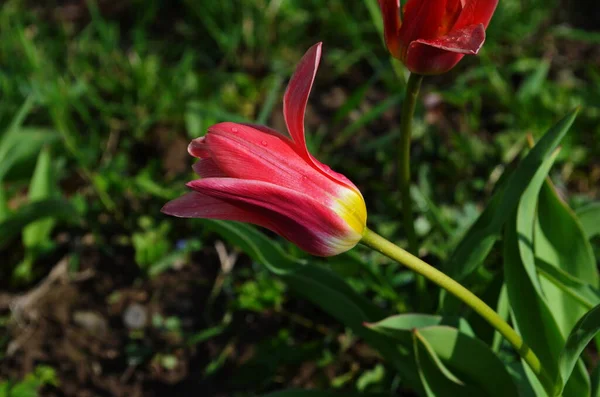 Piros Szín Korai Tulipán Virágzik Kertben Áprilisban Zöld Háttér Közelről — Stock Fotó