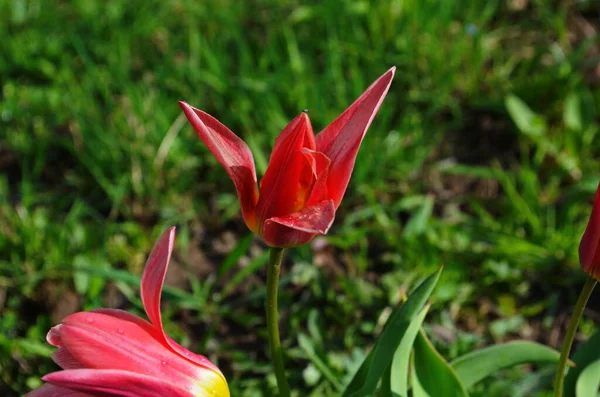 Cor Vermelha Early Tulips Florescer Jardim Abril Fundo Verde Fechar — Fotografia de Stock