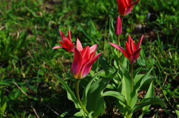 Color Rojo Los Primeros Tulipanes Florecen Jardín Abril Fondo Verde —  Fotos de Stock