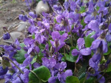 Bahar doğası menekşeleri. Bahçedeki Viola Kodorata çiçekleri. Mor menekşeli Glade kapanıyor.