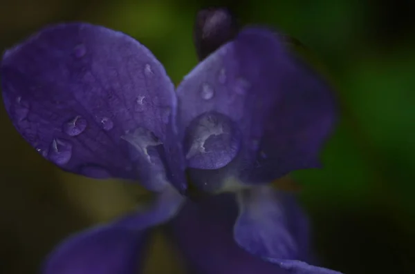 일반적 배경에 Viola Odorata Flows Garden Glade 비올라의 보라색 꽃닫기 — 스톡 사진