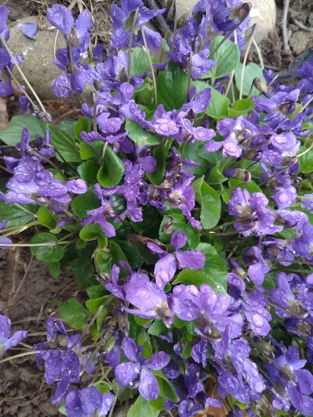 Printemps Nature Violettes Commune Fond Viola Odorata Fleurs Dans Jardin — Photo