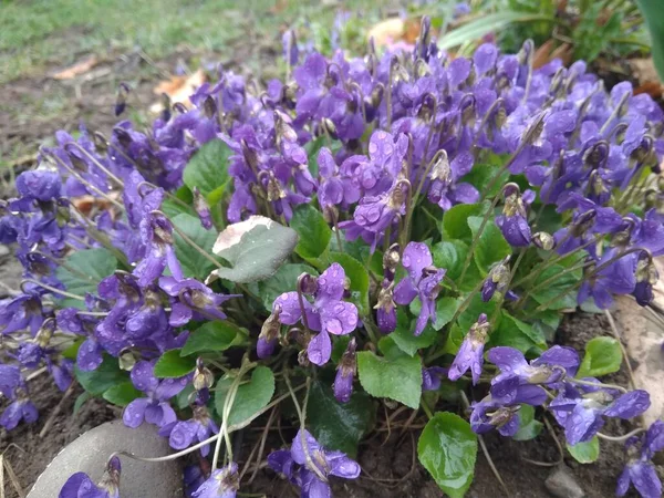 Printemps Nature Violettes Commune Fond Viola Odorata Fleurs Dans Jardin — Photo