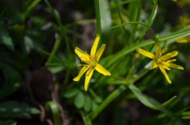 Gagea lutea 'nın küçük çiçekleri ya da kaz soğanı. Beytüllahim 'in sarı yıldızı baharı güneşli bir günde çiçek açıyor. Doğa ve botanik, bahçe dekorasyonu için sarı yapraklı çiçekler..