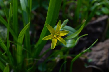Gagea lutea 'nın küçük çiçekleri ya da kaz soğanı. Beytüllahim 'in sarı yıldızı baharı güneşli bir günde çiçek açıyor. Doğa ve botanik, bahçe dekorasyonu için sarı yapraklı çiçekler..