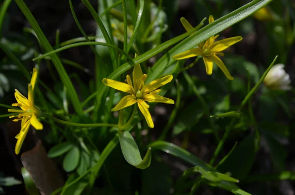 加吉亚红茶或鹅洋葱的小花特写 伯利恒的黄星在阳光灿烂的日子盛开 自然与植物学 黄色花瓣花 花园装饰 — 图库照片