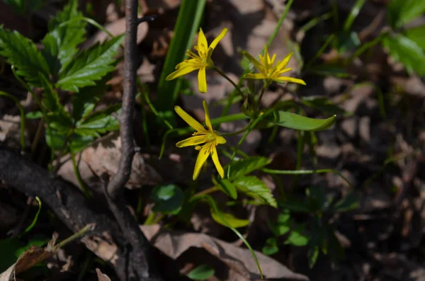 Pequenas Flores Gagea Lutea Cebola Ganso Close Primavera Estrela Belém — Fotografia de Stock