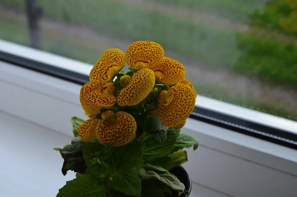 Güzel Parlak Bir Kalsiyum Çiçeği Pencerede Bir Tencerede — Stok fotoğraf