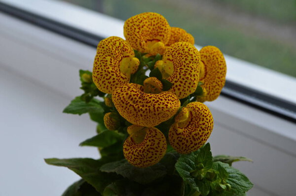 Beautiful bright flower of calceolaria in a pot on the window close up