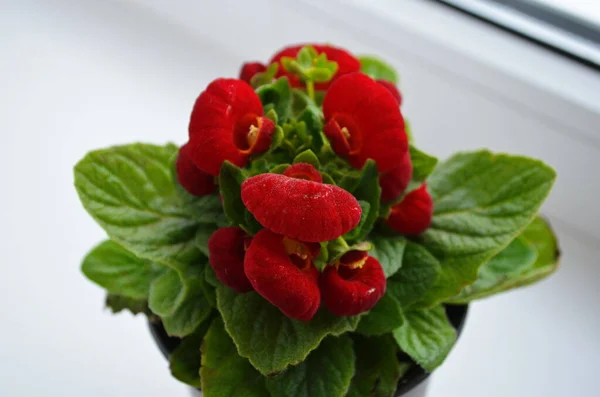 stock image Beautiful bright flower of calceolaria in a pot on the window close up