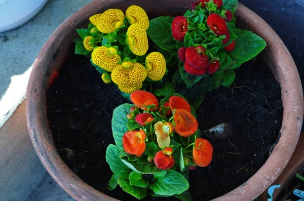 Schöne Helle Blume Von Calceolaria Einem Topf Fenster Aus Nächster — Stockfoto