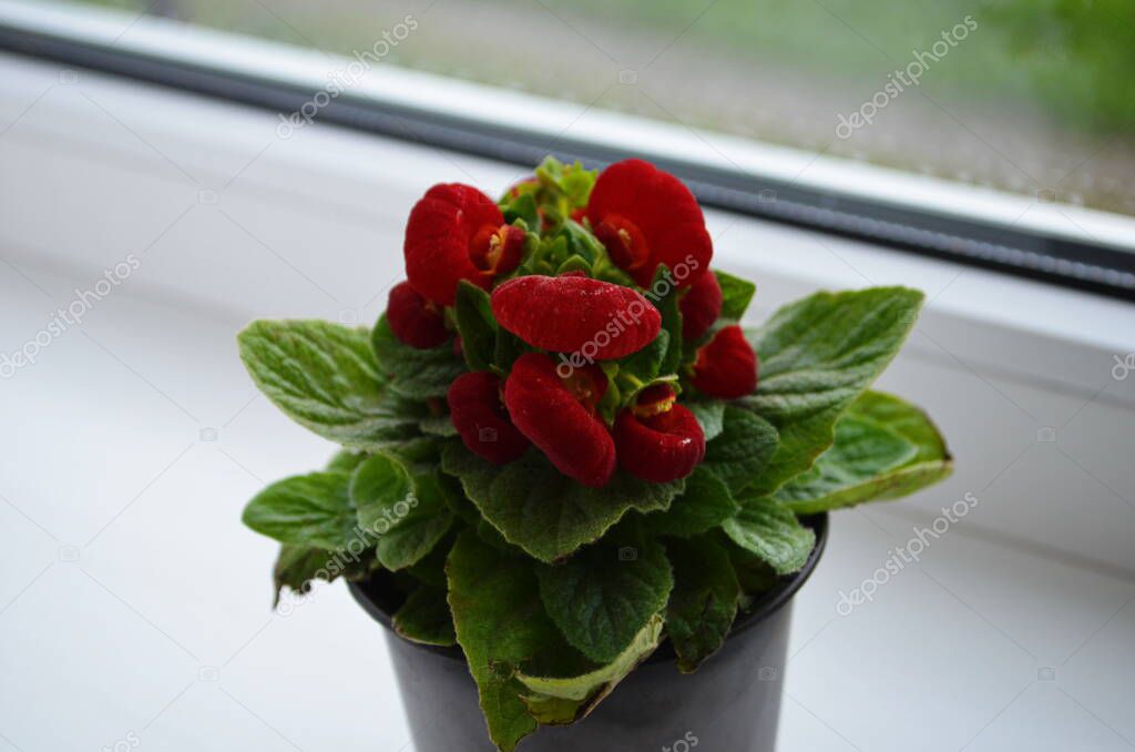 Beautiful bright flower of calceolaria in a pot on the window close up