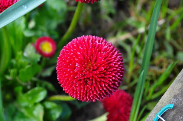 Schöne Bellis Perennis Pomponette Blume Garten — Stockfoto