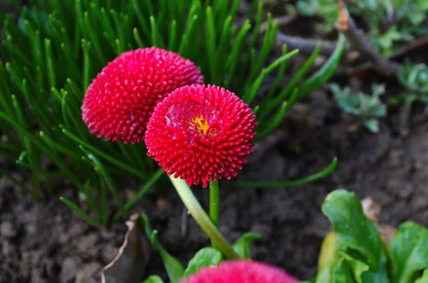 Hermosa Flor Pomponette Bellis Perennis Jardín — Foto de Stock