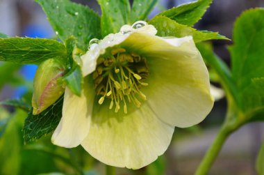 Beyaz, mor kenarlı, Lenten Rose, Helleborus çiçekleri. Yeşil yapraklar, arka planı bulanık..
