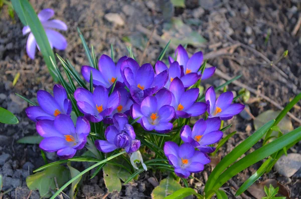 Beautiful Spring Background Close Group Blooming Crocus Flowers Meadow Pretty — Stock Photo, Image