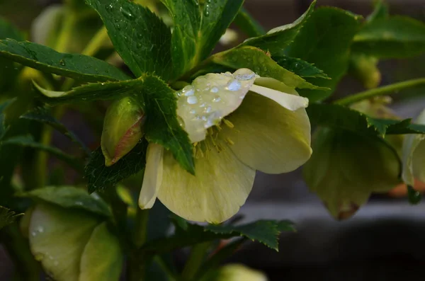 白の閉鎖 紫色で縁があり レンテンローズ Helleborus花 緑の葉 背景がぼやけている外 — ストック写真