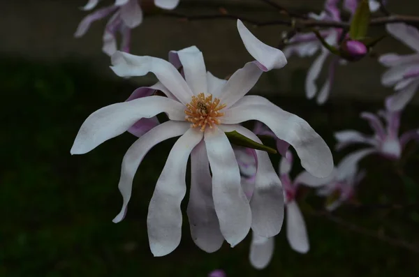 Różowe Kwiaty Magnolii Ogrodzie Zbliżenie Kwitnące Magnolia Drzewo Magnolia Loebneri — Zdjęcie stockowe