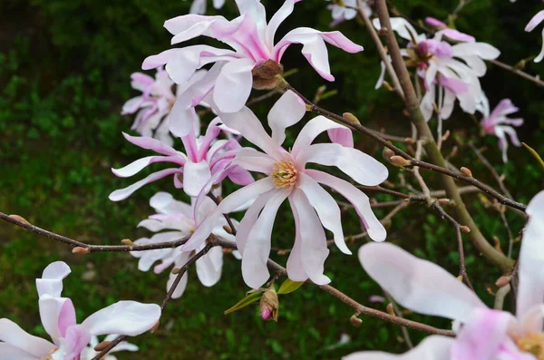 Różowe Kwiaty Magnolii Ogrodzie Zbliżenie Kwitnące Magnolia Drzewo Magnolia Loebneri — Zdjęcie stockowe