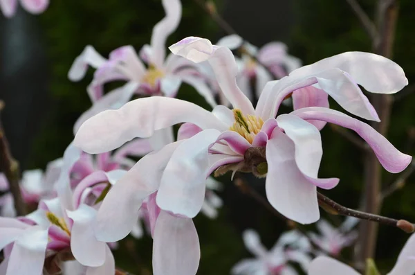 Pink magnolia flowers in garden, closeup. Flowering Magnolia Tree Magnolia loebneri Leonard Messel