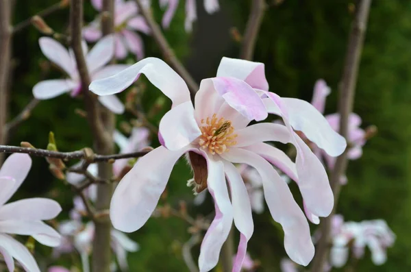 Pink Magnolia Flowers Garden Closeup Flowering Magnolia Tree Magnolia Loebneri — Stock Photo, Image