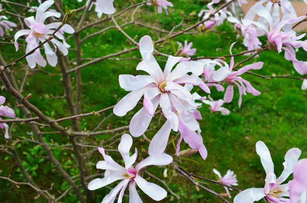 Ροζ Λουλούδια Μανόλια Στον Κήπο Κοντινό Πλάνο Ανθισμένο Δέντρο Magnolia — Φωτογραφία Αρχείου