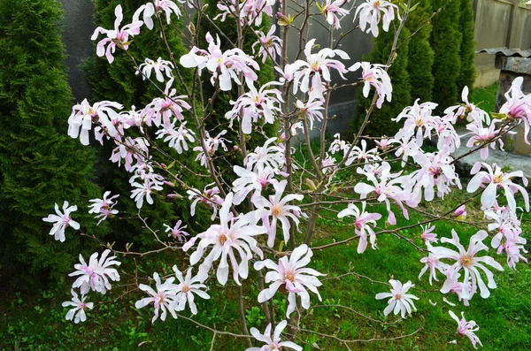 Magnolia Rose Fleurs Dans Jardin Gros Plan Floraison Magnolia Tree — Photo