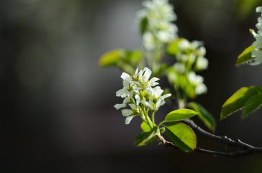 Amelanchier, Shadbush ya da Serviceberry 'nin tomurcuklanan beyaz dalları bahçede bulanık bir arka planda,